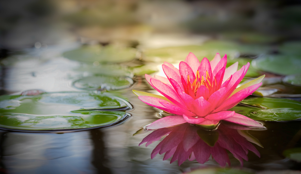 Pink Lily and lilypads on water